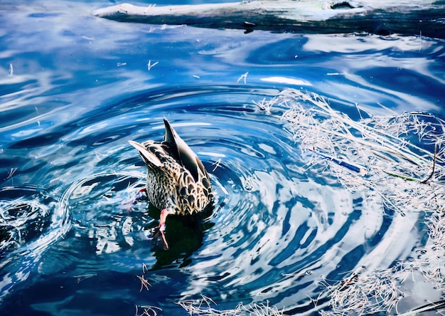 Photo l'angle élevé d'un canard plongeant dans l'eau créant une ondulation dans l'eau bleue