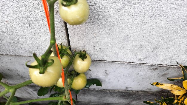 Angle supérieur d'un plant de tomate verte contre un mur de briques