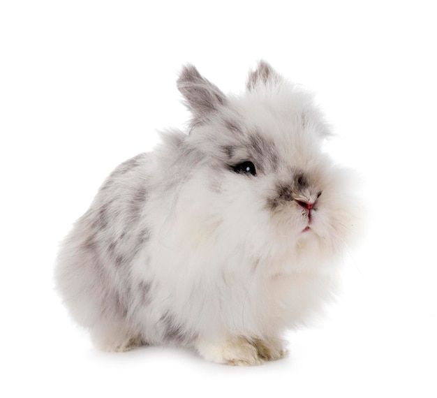 Angora Mini Lop devant fond blanc