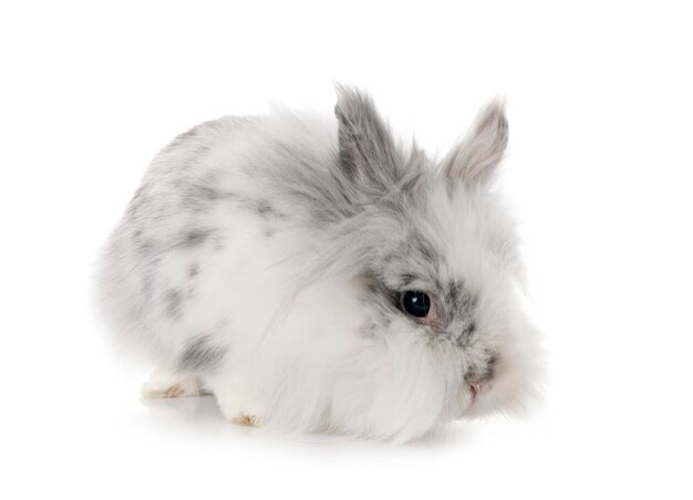 Angora Mini Lop devant fond blanc