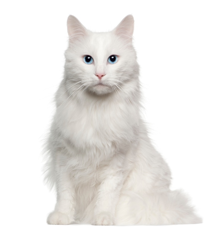 Photo angora turc (4 ans)
