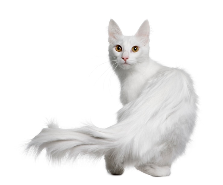 Photo angora turc