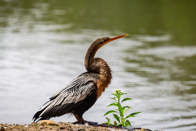 Anhinga devant un lac