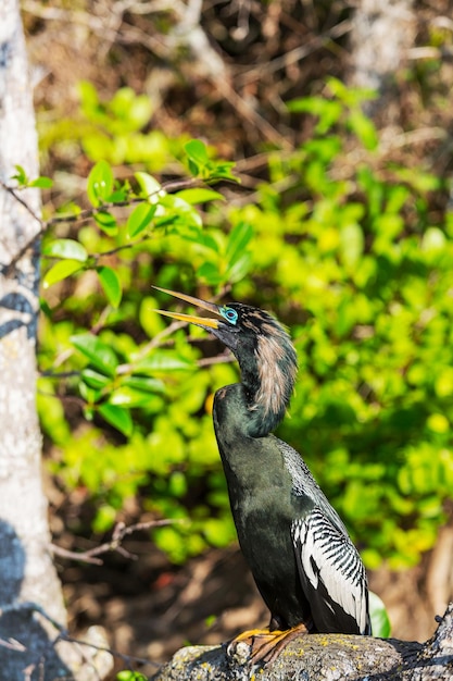 Anhinga