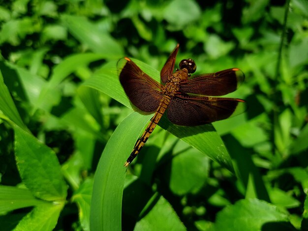 Animal anisoptère sur une feuille dans la forêt