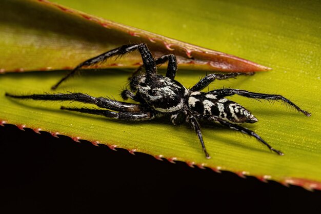 Animal araignée sauteuse