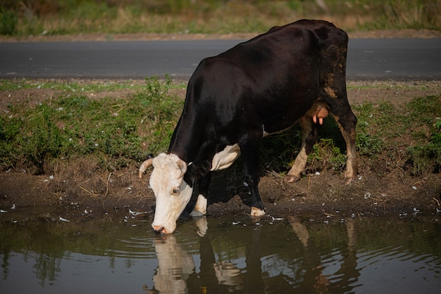 Animal au point d&#39;eau. Vache d&#39;eau potable de la rivière à la campagne