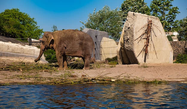 Animal au zoo d&#39;Amsterdam