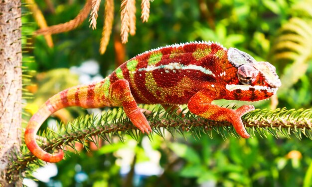 L'animal caméléon panthère lézard coloré magnifique sur la branche