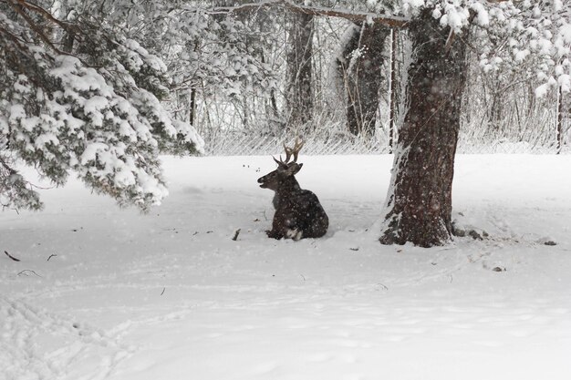 Animal de cerf flou allongé sur la neige dans la forêt d'hiver