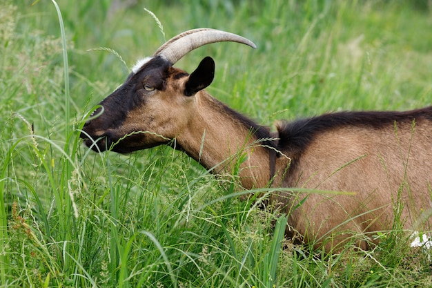 Animal de chèvre broute en été sur l'herbe