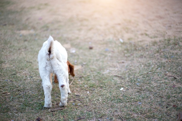 animal de chèvre nouveau-né dans le parc