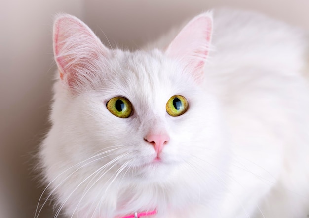 Animal de compagnie; chat blanc mignon. Chat turc d'Ankara.