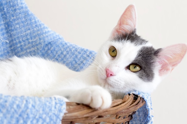 Animal de compagnie; chat mignon d'intérieur. Un chat domestique.