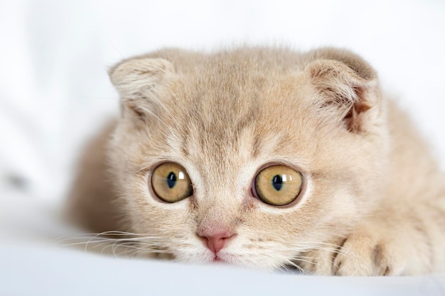 Animal de compagnie; chat mignon d'intérieur