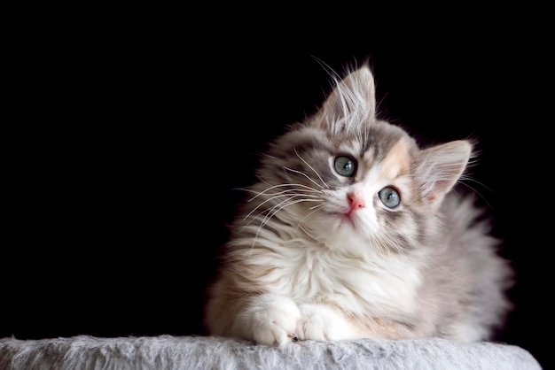 Animal de compagnie; chat mignon d'intérieur.