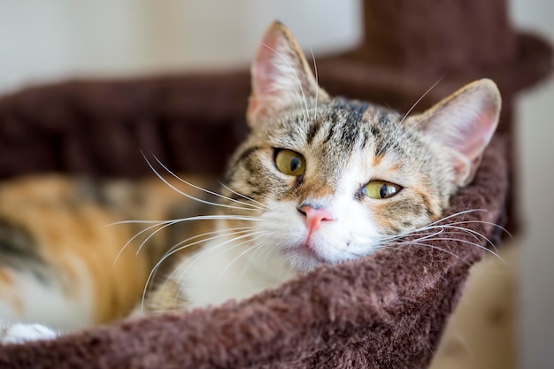 Animal de compagnie; chat mignon d'intérieur