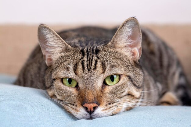 Animal de compagnie, chat tigré mignon