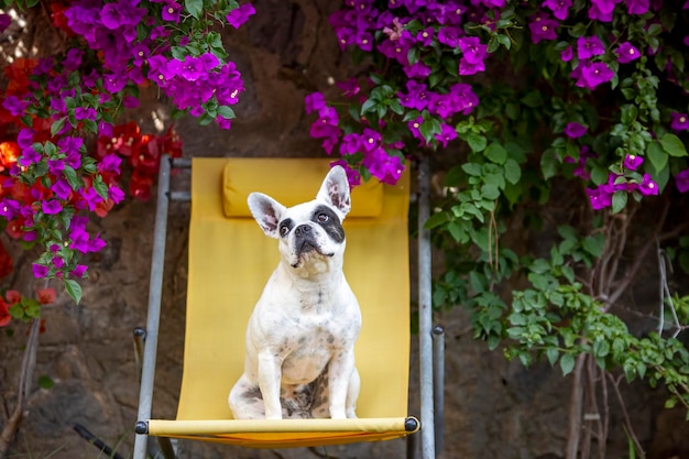 Animal de compagnie Chien de bouledogue français mignon