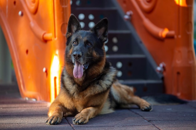 Animal de compagnie; chien mignon. Le chien de la maison.