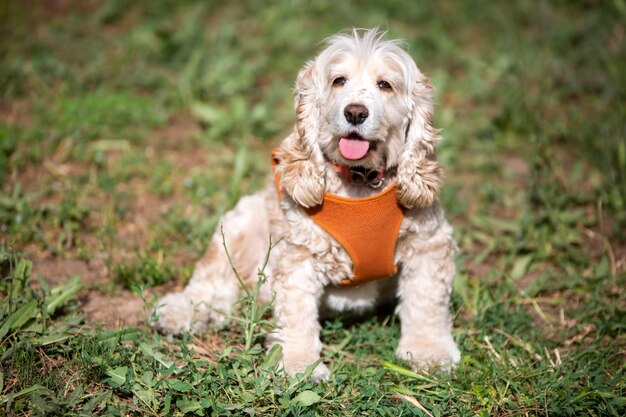 Animal de compagnie; chien mignon. Le chien de la maison.