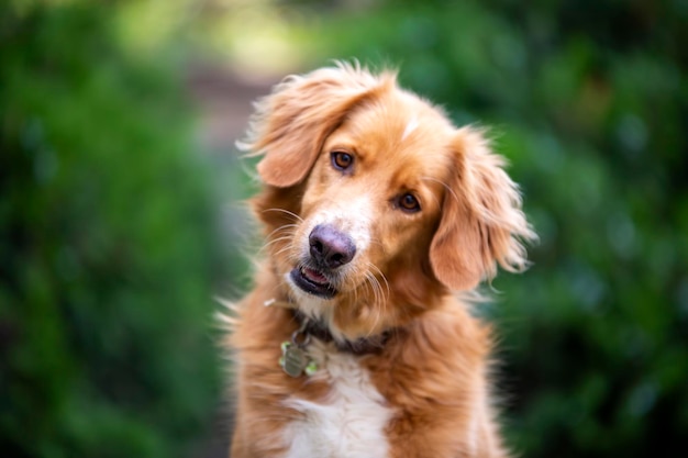 Animal de compagnie; chien mignon en plein air. Chien de maison.