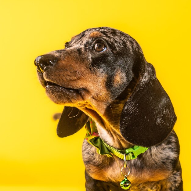 Animal de compagnie chiot teckel sur fond jaune