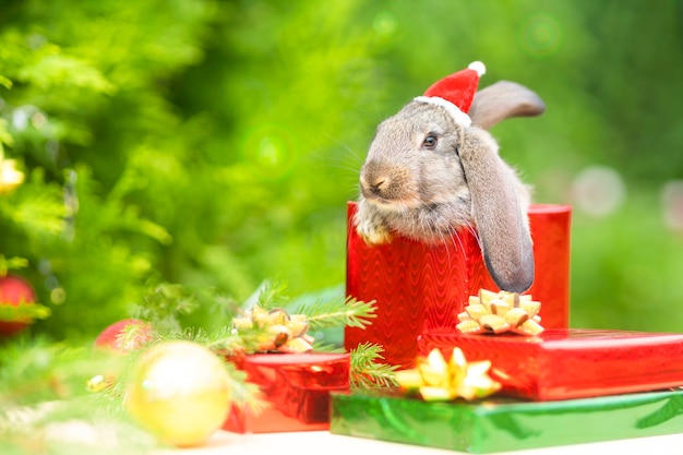 Animal de compagnie du nouvel an. petit lapin, bébé lapin en bonnet de père noël dans une boîte cadeau près de sapin, arbre de noël.
