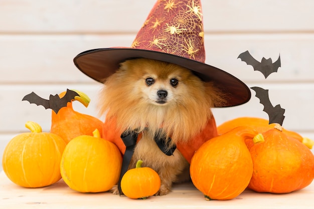 Animal de compagnie d'Halloween. Spitz de chien cool en chapeau noir avec citrouille, seau Jack o Lantern, chauves-souris