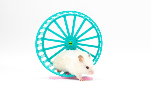 Animal de compagnie de hamster dans une roue