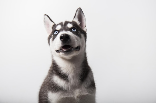 Animal de compagnie husky