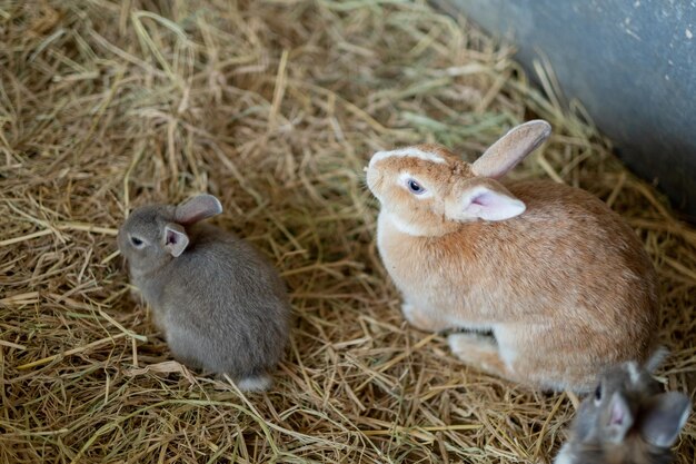 Animal de compagnie lapin lapin avec arrière-plan flou