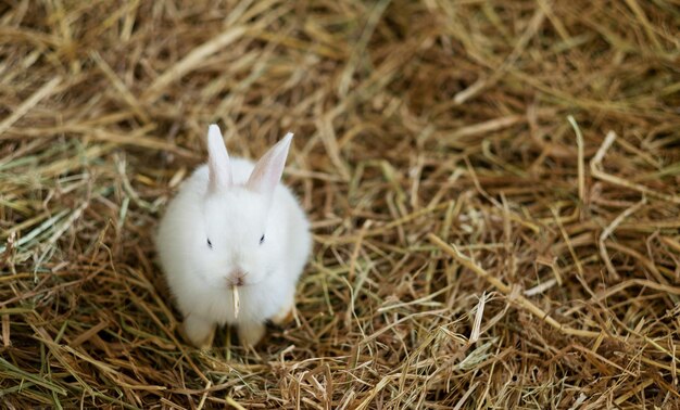 Animal de compagnie lapin lapin avec arrière-plan flou