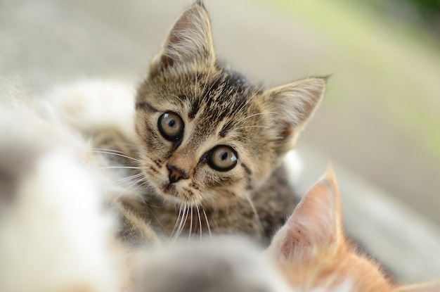 animal de compagnie, mignon, chat, félin, animal, portrait, drôle, chaton, isolé, national, mammifère, Contexte, animal de compagnie