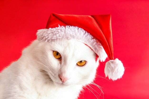 Animal de compagnie de Noël. Chat blanc avec chapeau de Noël sur fond rouge.
