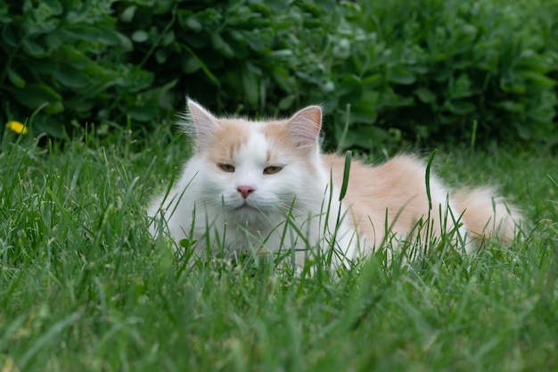 Animal de compagnie pour une promenade Le jeune chat pelucheux beige se repose sur la pelouse