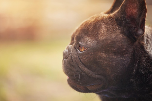 Animal de compagnie Profil d'un chien de race bouledogue français noir avec couleur bringé