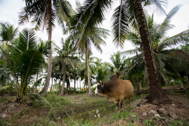 Animal dans une plantation de noix de coco biologique dans la région de Samut Songkram en Thaïlande