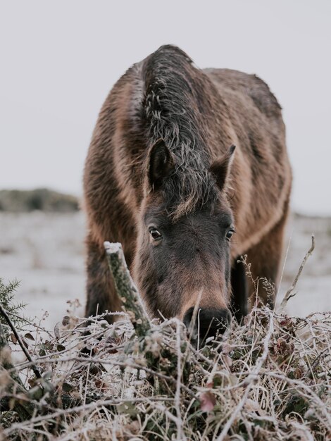 Animal domestique sur le champ