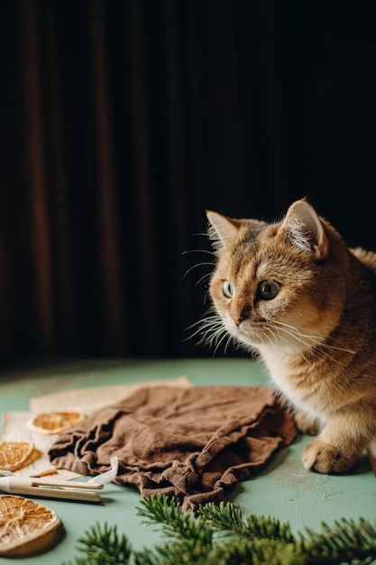 animal domestique chat rouge est assis sur une table sur un fond sombre, animal de compagnie