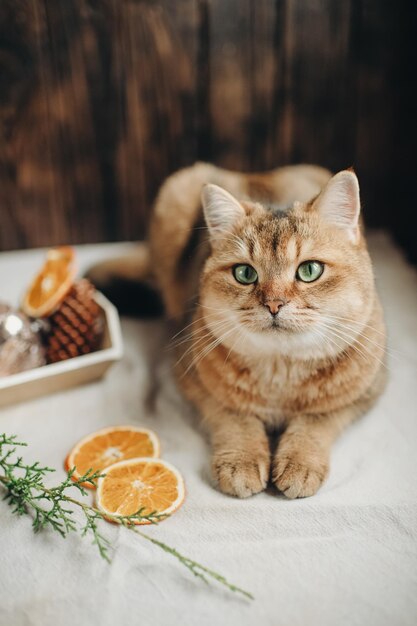 Animal domestique, chat roux, chat de race britannique