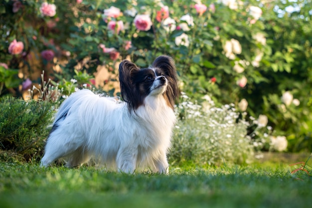 Animal domestique, chien de race papillon dans le jardin