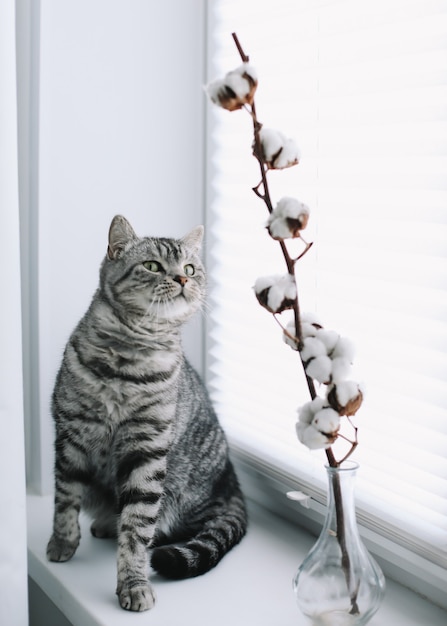 animal domestique mignon chaton chat avec drôle de regard assis à côté d'un vase avec fleur de coton