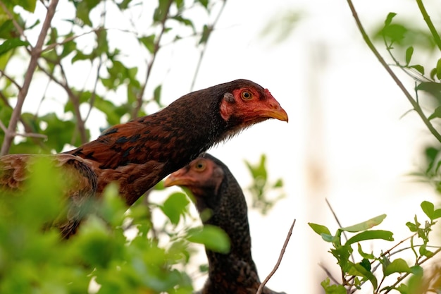 Animal domestique poulet de la sous-espèce Gallus gallus domesticus