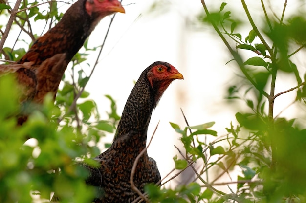 Animal domestique poulet de la sous-espèce Gallus gallus domesticus