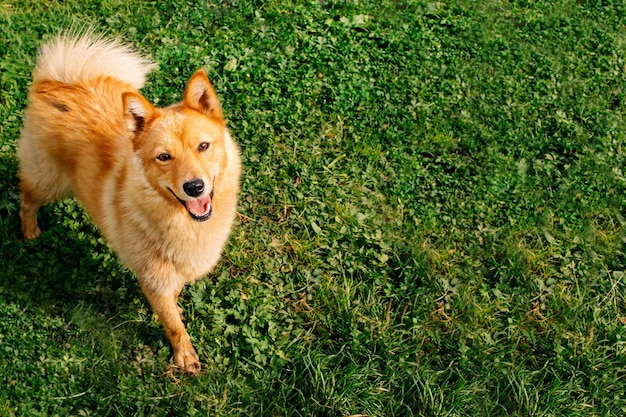 L'animal est un chien chien rouge Le Spitz finlandais est un chien de chasse de race Karelofin Ours de Carélie