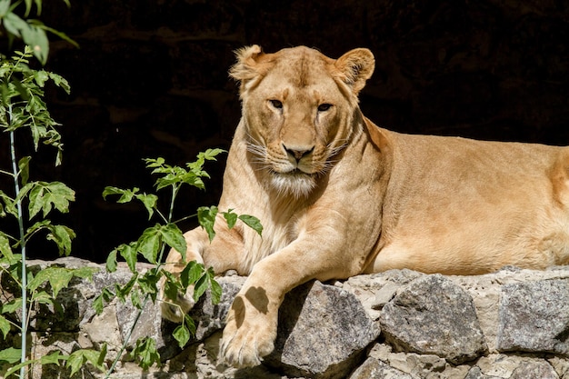 L'animal est une lionne adulte allongée et regardant fixement