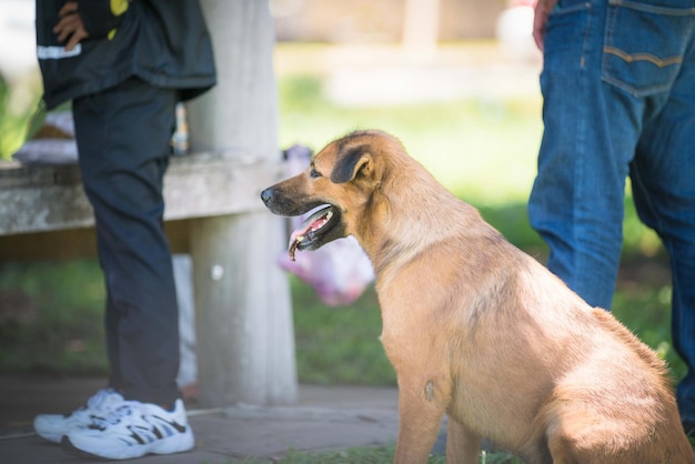 L'animal familier de chien du Cambodge s'assied jouant en parc