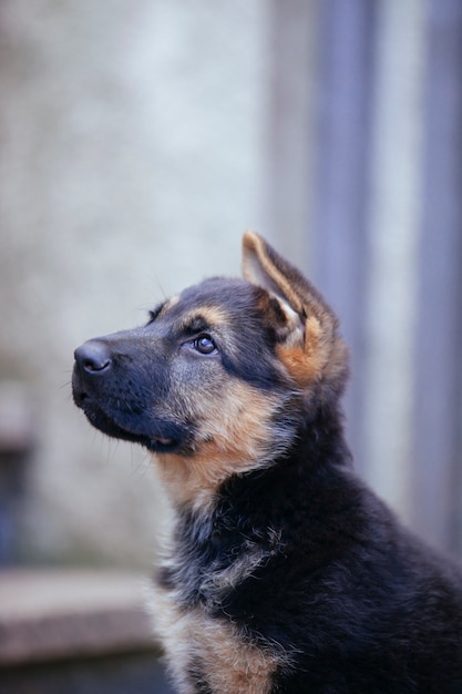 Animal fidèle avec une expression obéissante dans les yeux