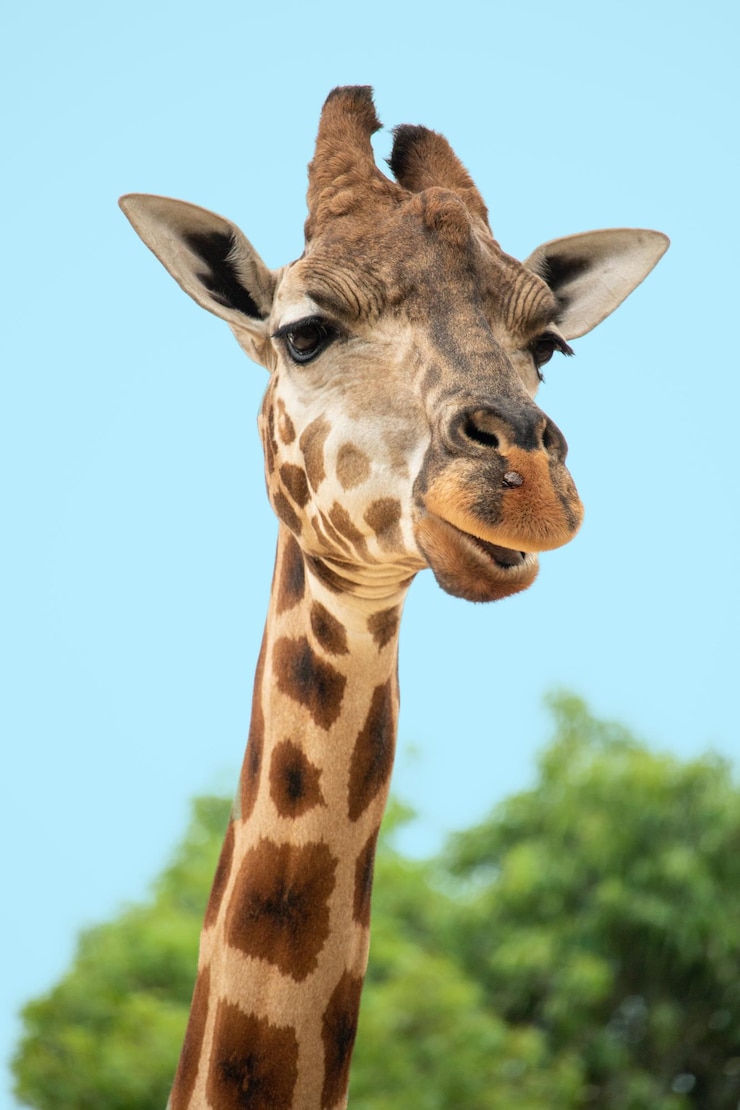 Photo animal girafe